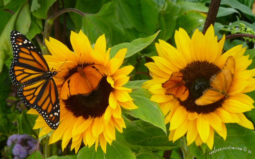 Conservatory Of Flowers, Butterflies & Blooms, Summer 2013